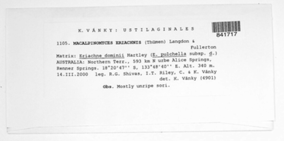 Macalpinomyces eriachnes image